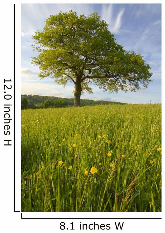 Solitary Oak Tree And Wildflowers In Field Wall Mural