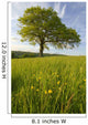 Solitary Oak Tree And Wildflowers In Field Wall Mural