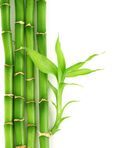 Bamboo Wall Decal