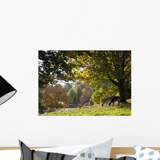 Deer Grazing On The Grass By Water Wall Mural