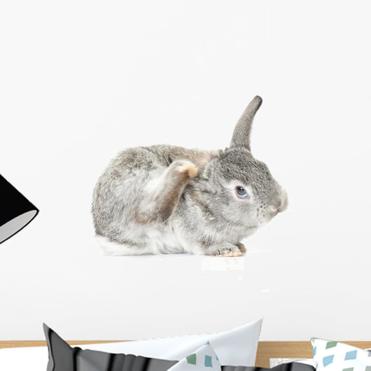 Cute Baby Bunny