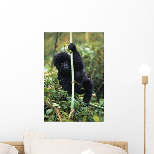 Close-Up Of Young Gorilla, Looking At Camera Wall Mural