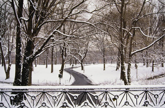 Snow In Central Park Wall Mural