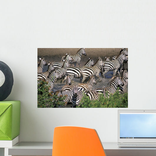 Zebra At Waterhole Wall Mural