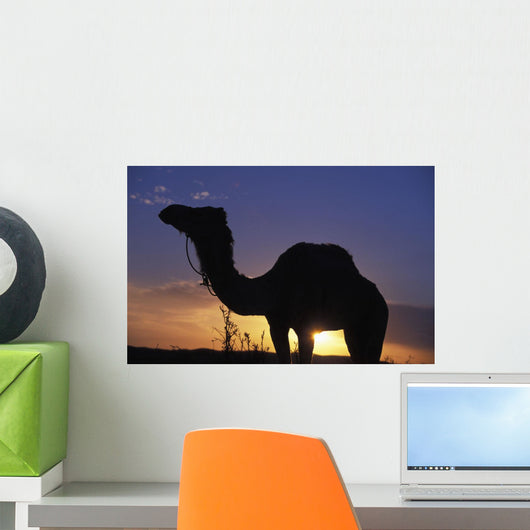 Silhouetted Camel At Sunset Wall Mural