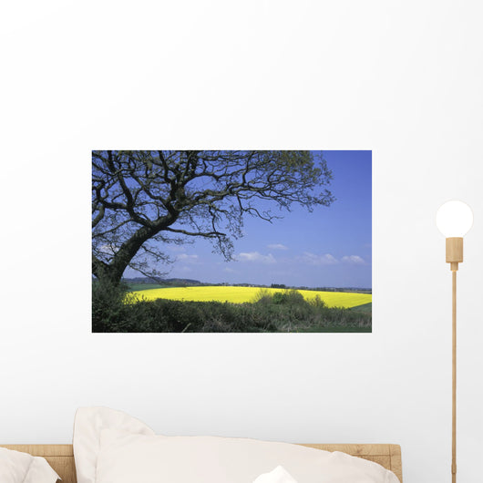 Yellow Rape Seed Field And Tree Wall Mural