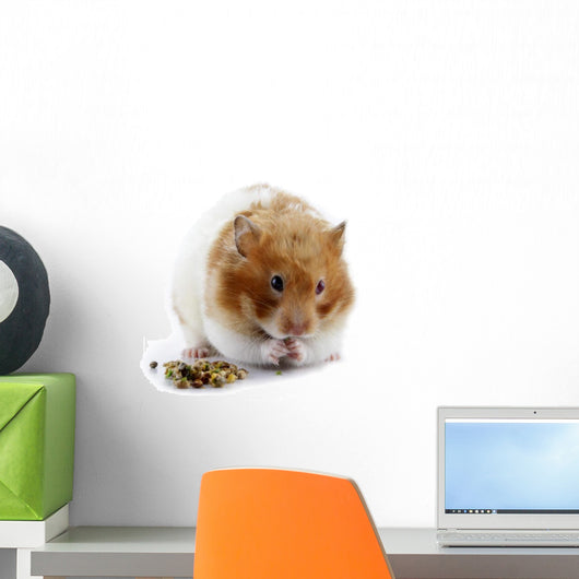 A female Syrian hamster eating Wall Decal