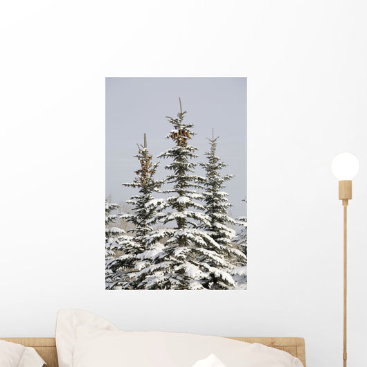 Snow Covered Evergreen Trees Wall Mural
