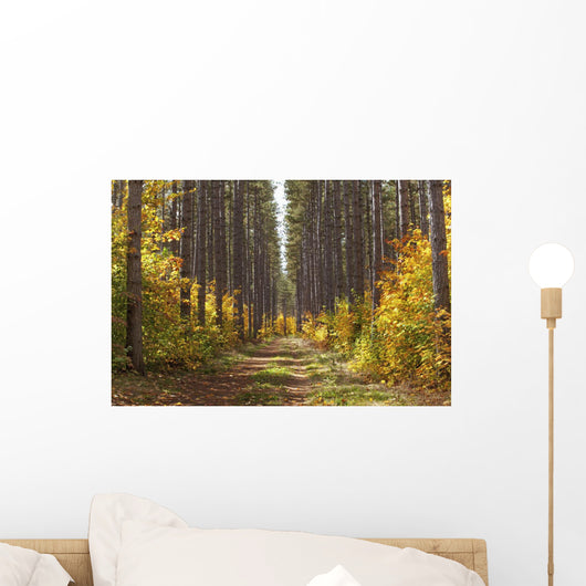 Path Into The Forest In Autumn Wall Mural