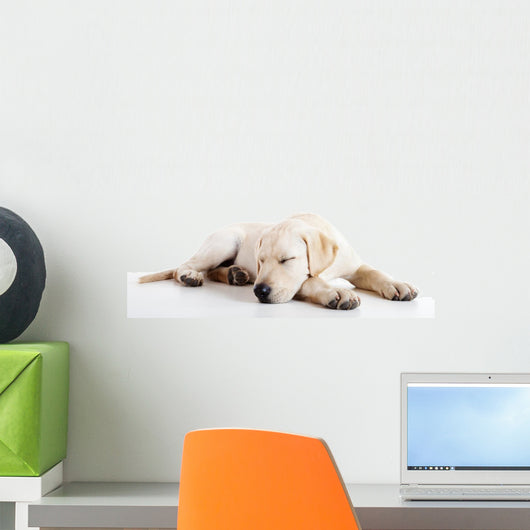 Cute labrador dog Wall Decal