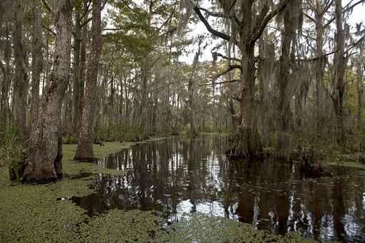 Swamp near New Orleans Wall Decal Design 2