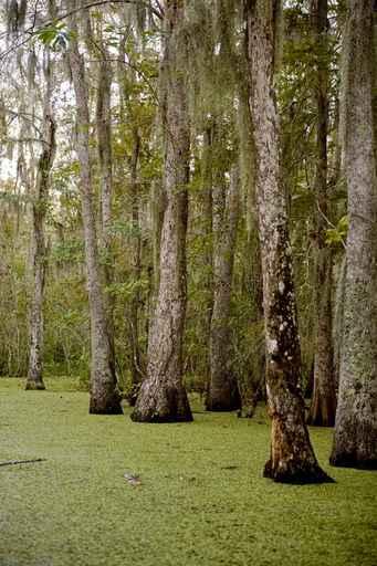 Swamp near New Orleans Wall Decal Design 1