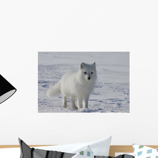 Arctic fox Wall Mural