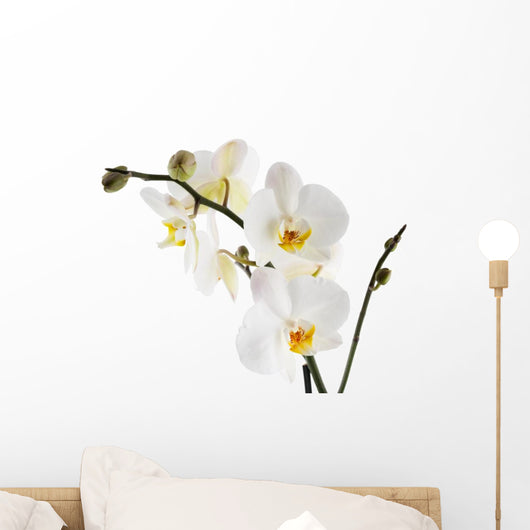 Orchid