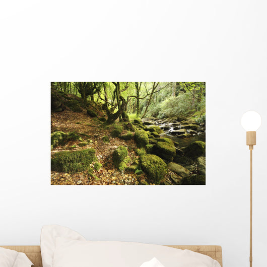 Owengarriff River In Killarney National Park In Munster Region Wall Mural