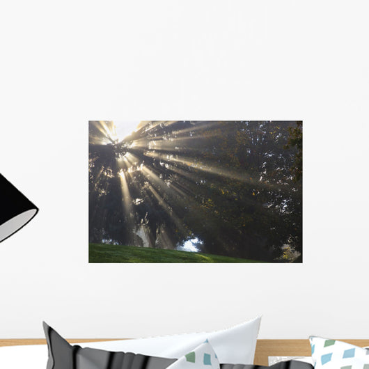 Rays Of Sunlight Through The Trees And Morning Fog Wall Mural