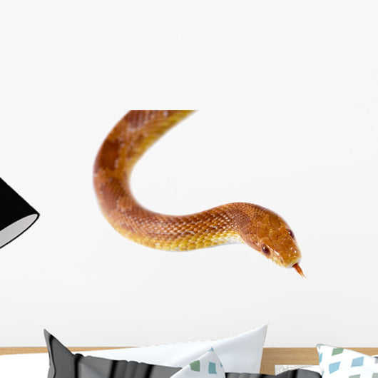 Corn Snake Wall Mural