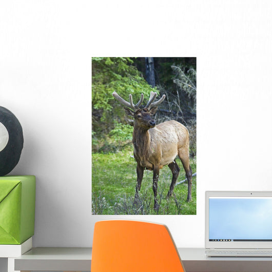 Roe Deer In Forest, Canadian Rockies,Canada Wall Mural