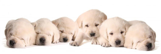 Yellow Lab Puppies Wall Decal