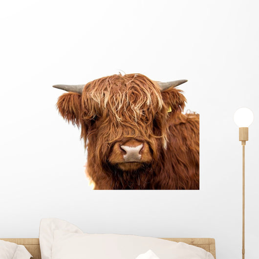 Highland Cattle Wall Decal