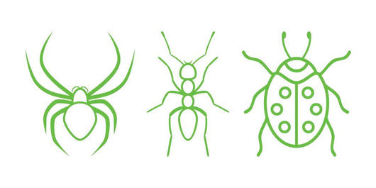 Insects Wall Decal