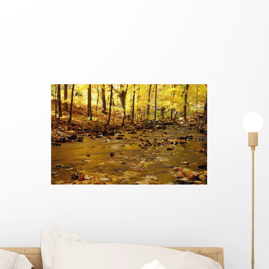Stream In Autumn Wall Mural