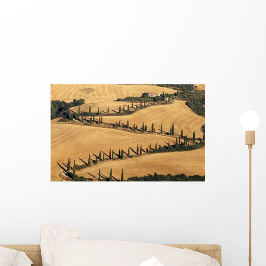 Cypress Tree Lined Road Wall Mural