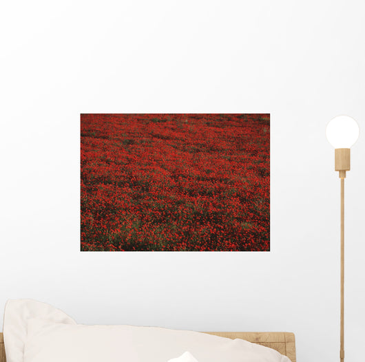 Field Of Red Poppies Wall Mural