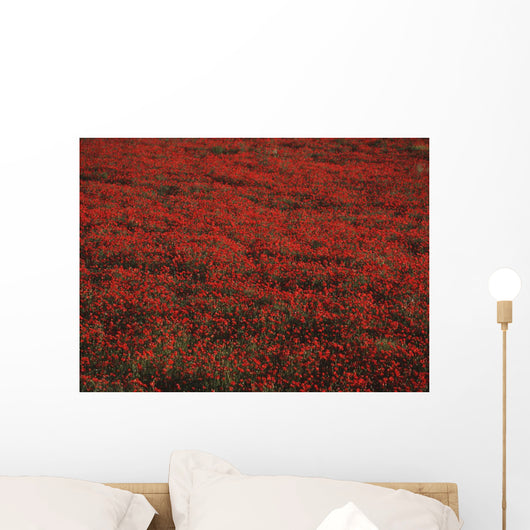 Field Of Red Poppies Wall Mural