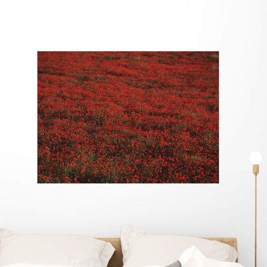 Field Of Red Poppies Wall Mural