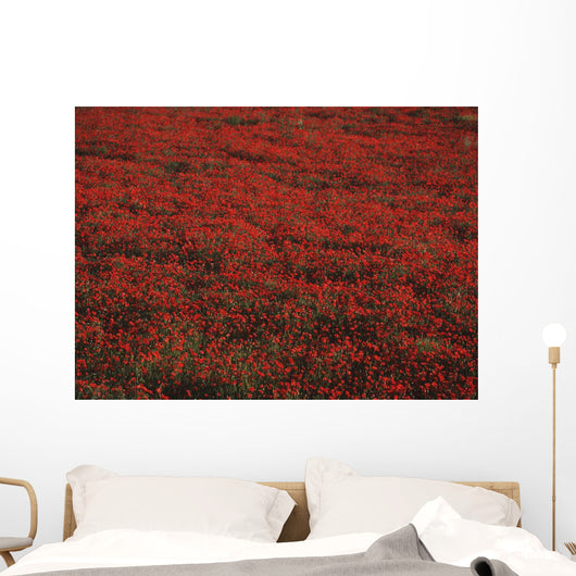 Field Of Red Poppies Wall Mural