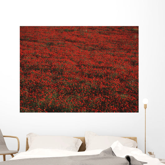 Field Of Red Poppies Wall Mural