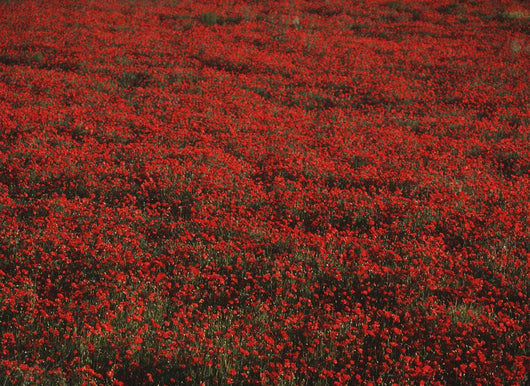 Field Of Red Poppies Wall Mural