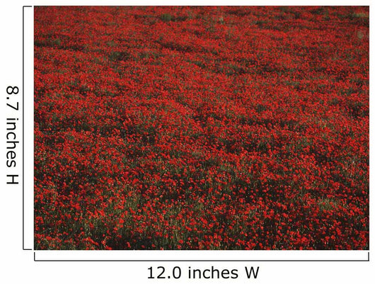 Field Of Red Poppies Wall Mural