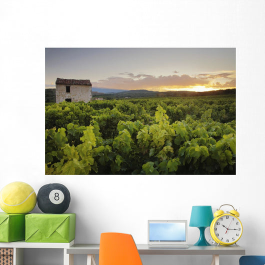 Vineyard Near Malemort-Du-Comtat Wall Mural