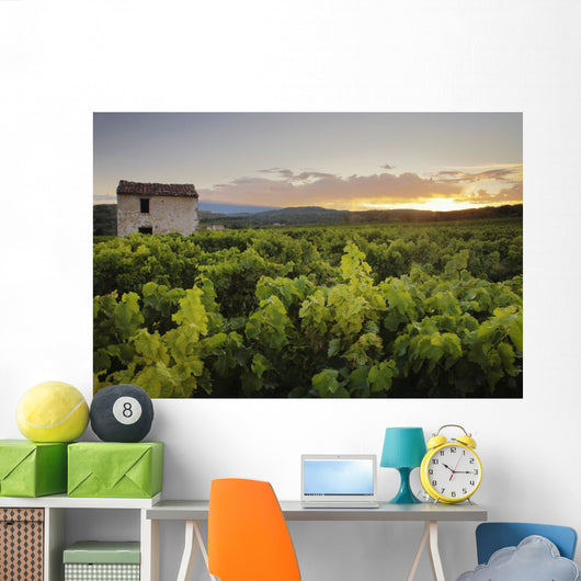 Vineyard Near Malemort-Du-Comtat Wall Mural