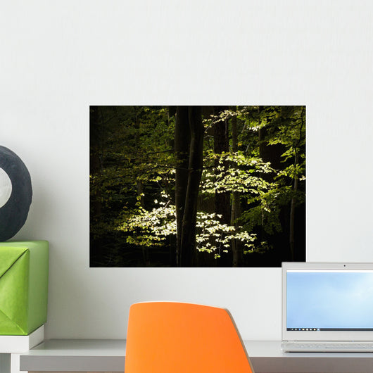 Dappled Sunlight On Green Leaves In Tollymore Forest Park Wall Mural