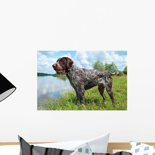German Wirehaired Pointer Wall Mural