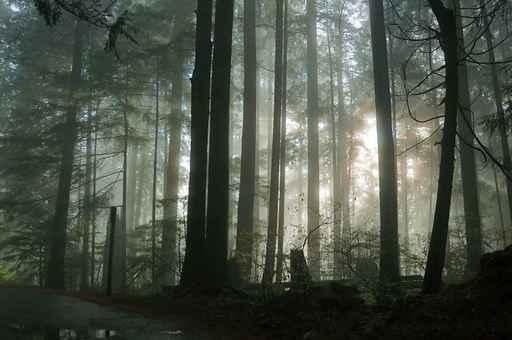 Foggy Forest Wall Decal