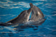 Dancing Dolphins Wall Mural