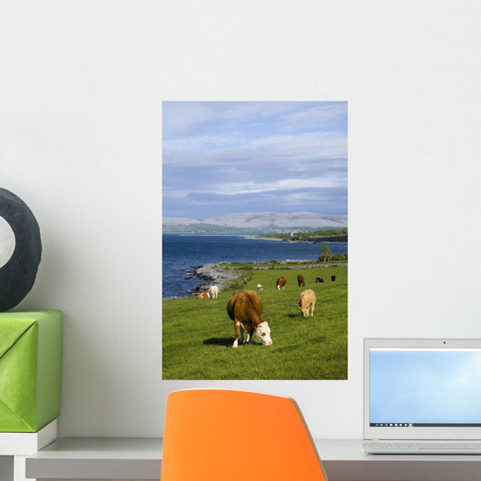 Cows Grazing On The Burren Coast Near Ballyvaghan Wall Mural