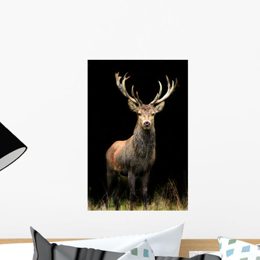 Red Deer