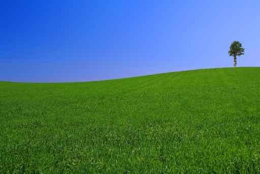 Gorgeous Landscape with Lonely Wall Decal