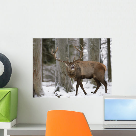 Rothirsch Wall Mural
