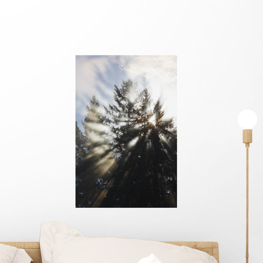 Sunrise Through The Morning Fog Wall Mural