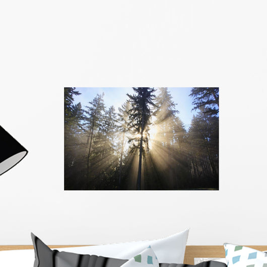 Sun Shining Through Morning Fog And Trees Wall Mural
