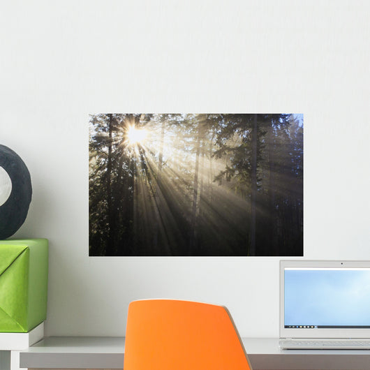 Sun Shining Through Morning Fog And Trees Wall Mural