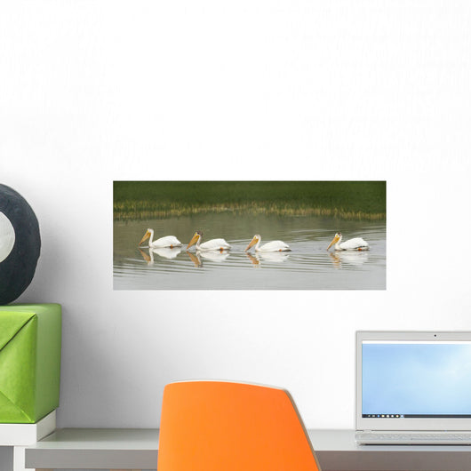 American White Pelicans Swim In A Line On The Yellowstone River Wall Mural
