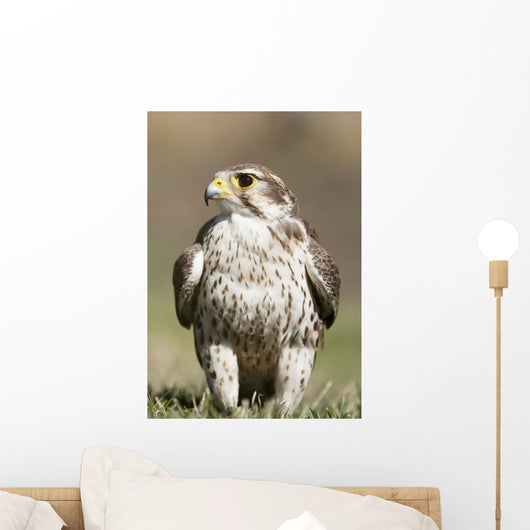 Prairie Falcon Perches On The Ground Briefly After A Hunt Wall Mural
