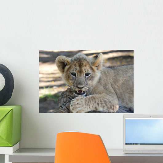 Lion Cub Wall Mural